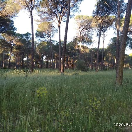 Casa Rural Los Pinos Hinojos Zewnętrze zdjęcie